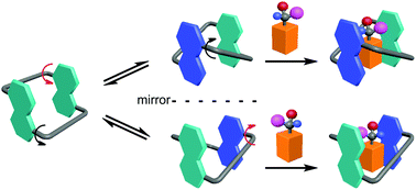 Graphical abstract: Conformationally adaptive macrocycles with flipping aromatic sidewalls