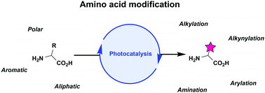 Graphical abstract: Photocatalytic methods for amino acid modification