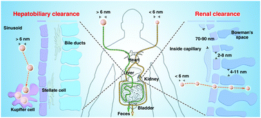 Graphical abstract: Inorganic nanomaterials with rapid clearance for biomedical applications