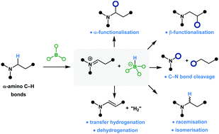 Graphical abstract: Electron deficient borane-mediated hydride abstraction in amines: stoichiometric and catalytic processes