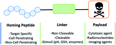 Graphical abstract: Peptides as a platform for targeted therapeutics for cancer: peptide–drug conjugates (PDCs)