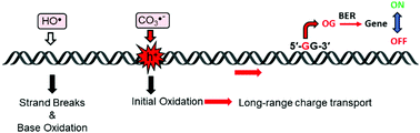 Graphical abstract: On the irrelevancy of hydroxyl radical to DNA damage from oxidative stress and implications for epigenetics