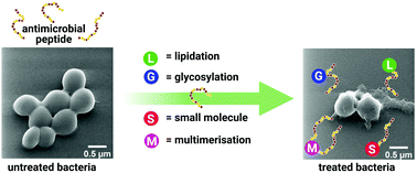 Graphical abstract: Chemically modified and conjugated antimicrobial peptides against superbugs