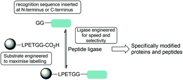 Graphical abstract: Challenges in the use of sortase and other peptide ligases for site-specific protein modification