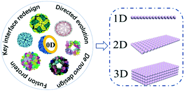 Graphical abstract: Redesign of protein nanocages: the way from 0D, 1D, 2D to 3D assembly