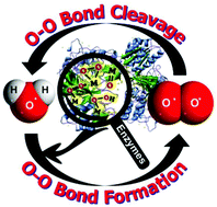 Graphical abstract: Transition metal-mediated O–O bond formation and activation in chemistry and biology