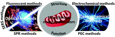 Graphical abstract: Optical/electrochemical methods for detecting mitochondrial energy metabolism
