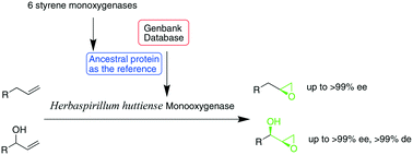 Graphical abstract: A new monooxygenase from Herbaspirillum huttiense catalyzed highly enantioselective epoxidation of allylbenzenes and allylic alcohols