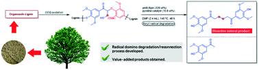 Graphical abstract: Domino lignin depolymerization and reconnection to complex molecules mediated by boryl radicals