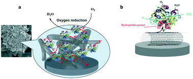 Graphical abstract: A hydrogen/oxygen hybrid biofuel cell comprising an electrocatalytically active nanoflower/laccase-based biocathode