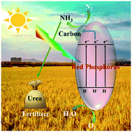 Graphical abstract: Efficient solar-driven nitrogen fixation over an elemental phosphorus photocatalyst