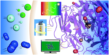 Graphical abstract: Inhibition in multicopper oxidases: a critical review