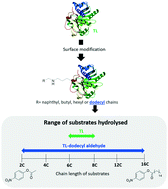 Graphical abstract: Substrate hydrophobicity and enzyme modifiers play a major role in the activity of lipase from Thermomyces lanuginosus