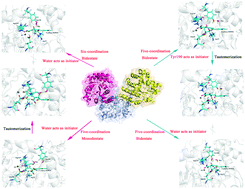 Graphical abstract: How to complete the tautomerization and substrate-assisted activation prior to C–C bond fission by meta-cleavage product hydrolase LigY?