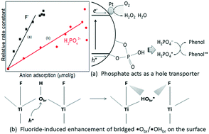 Graphical abstract: Different effects of fluoride and phosphate anions on TiO2 photocatalysis (rutile)