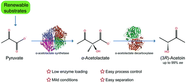 Graphical abstract: One-pot efficient biosynthesis of (3R)-acetoin from pyruvate by a two-enzyme cascade