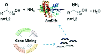 Graphical abstract: Data mining of amine dehydrogenases for the synthesis of enantiopure amino alcohols