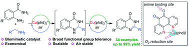 Graphical abstract: Aerobic primary and secondary amine oxidation cascade by a copper amine oxidase inspired catalyst