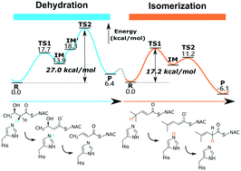 Graphical abstract: Theoretical study on substrate recognition and catalytic mechanisms of gephyronic acid dehydratase DH1