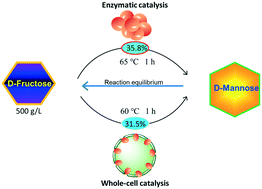 Graphical abstract: Efficient bioconversion of high-concentration d-fructose into d-mannose by a novel N-acyl-d-glucosamine 2-epimerase from Thermobifida halotolerans