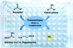 Graphical abstract: Biocatalysed synthesis of chiral amines: continuous colorimetric assays for mining amine-transaminases