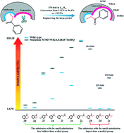 Graphical abstract: Engineering the large pocket of an (S)-selective transaminase for asymmetric synthesis of (S)-1-amino-1-phenylpropane