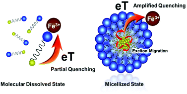 Graphical abstract: A micellized fluorescence sensor based on amplified quenching for highly sensitive detection of non-transferrin-bound iron in serum