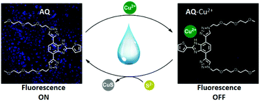 Graphical abstract: Selective detection of sulfide in human lung cancer cells with a blue-fluorescent “ON–OFF–ON” benzimidazole-based chemosensor ensemble