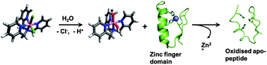 Graphical abstract: Evaluation of cobalt complexes with tripod ligands for zinc finger targeting