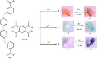 Graphical abstract: Metal-dependent photosensitivity of three isostructural 1D CPs based on the 1,1′-bis(3-carboxylatobenzyl)-4,4′-bipyridinium moiety