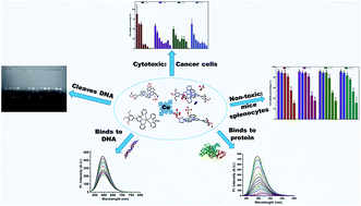 Graphical abstract: Homo- and heteroleptic trimethoxy terpyridine–Cu(ii) complexes: synthesis, characterization, DNA/BSA binding, DNA cleavage and cytotoxicity studies