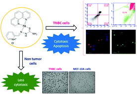 Graphical abstract: Cytotoxic and apoptotic effects of ternary silver(i) complexes bearing 2-formylpyridine thiosemicarbazones and 1,10-phenanthroline