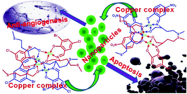 Graphical abstract: Two novel chiral tetranucleate copper-based complexes: crystal structures, nanoparticles, and inhibiting angiogenesis and the growth of human breast cancer by regulating the VEGF/VEGFR2 signal pathway in vitro