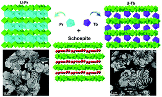 Graphical abstract: Layer-structured uranyl-oxide hydroxy-hydrates with Pr(iii) and Tb(iii) ions: hydroxyl to oxo transition driven by interlayer cations