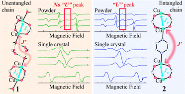 Graphical abstract: Exchange couplings and quantum phases in two dissimilar arrays of similar copper dinuclear units