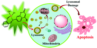 Graphical abstract: Fluorescent iridium(iii) coumarin-salicylaldehyde Schiff base compounds as lysosome-targeted antitumor agents