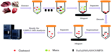 Graphical abstract: The fabrication of a thiol-modified chitosan magnetic graphene oxide nanocomposite and its adsorption performance towards the illegal drug clenbuterol in pork samples