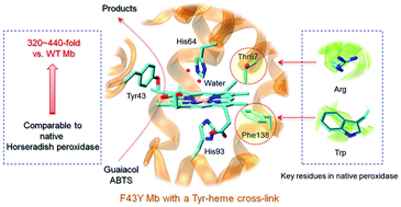 Graphical abstract: Bioinspired design of an artificial peroxidase: introducing key residues of native peroxidases into F43Y myoglobin with a Tyr-heme cross-link