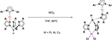 Graphical abstract: NHC–Au(i) complexes bearing trispyrazolyl borate (Tp) ligands: efficient platforms for bimetallic species