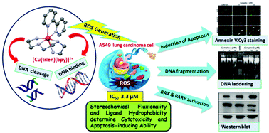Graphical abstract: Octahedral copper(ii)-diimine complexes of triethylenetetramine: effect of stereochemical fluxionality and ligand hydrophobicity on CuII/CuI redox, DNA binding and cleavage, cytotoxicity and apoptosis-inducing ability