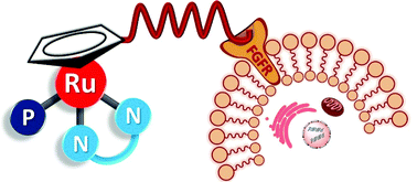 Graphical abstract: Novel “ruthenium cyclopentadienyl”–peptide conjugate complexes against human FGFR(+) breast cancer