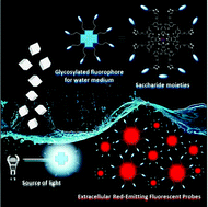 Graphical abstract: Dually directional glycosylated phthalocyanines as extracellular red-emitting fluorescent probes