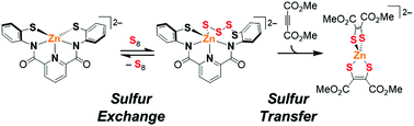Graphical abstract: Sulfur transfer reactions of a zinc tetrasulfanido complex