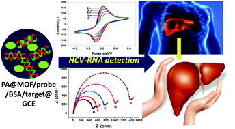 Graphical abstract: A novel HCV electrochemical biosensor based on a polyaniline@Ni-MOF nanocomposite