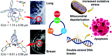 Graphical abstract: Zn(ii), Cd(ii) and Hg(ii) saccharinate complexes with 2,6-bis(2-benzimidazolyl)pyridine as promising anticancer agents in breast and lung cancer cell lines via ROS-induced apoptosis