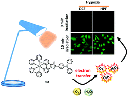Graphical abstract: Rational design of type I photosensitizers based on Ru(ii) complexes for effective photodynamic therapy under hypoxia