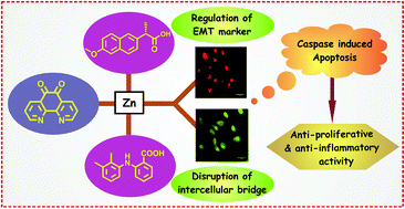 Graphical abstract: Mechanistic studies of in vitro anti-proliferative and anti-inflammatory activities of the Zn(ii)–NSAID complexes of 1,10-phenanthroline-5,6-dione in MDA-MB-231 cells