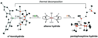 Graphical abstract: Reactions of [(dmpe)2MnH(C2H4)]: synthesis and characterization of manganese(i) borohydride and hydride complexes
