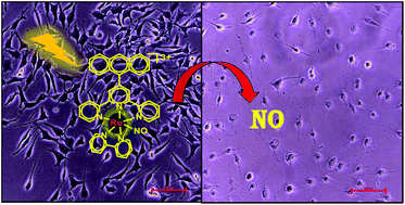 Graphical abstract: Near-IR light-induced photorelease of nitric oxide (NO) on ruthenium nitrosyl complexes: formation, reactivity, and biological effects