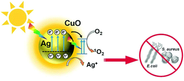 Graphical abstract: Synthesis of Ag@CuO nanohybrids and their photo-enhanced bactericidal effect through concerted Ag ion release and reactive oxygen species generation